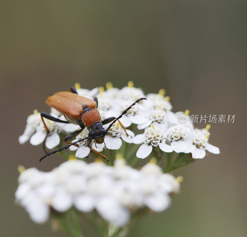 甲虫:红棕色的长角甲虫(Corymbia rubra)雌性